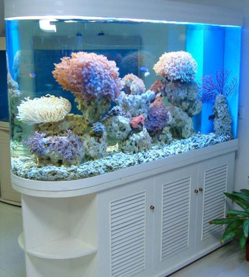 居家養魚風水講究，怎么養魚招財運？