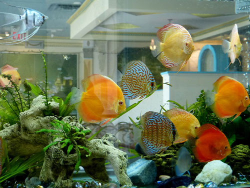 居家養魚風水講究，怎么養魚招財運？